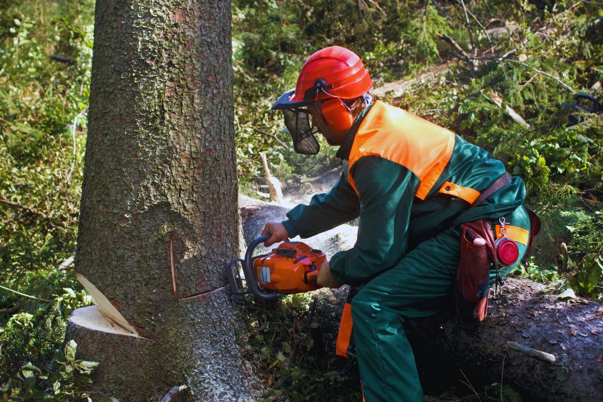 Professional Denver Metro Tree Removal Services