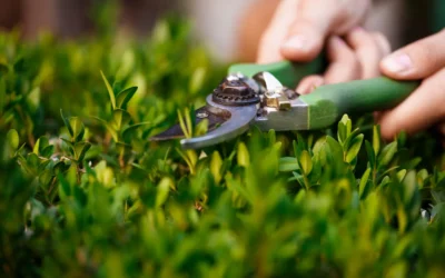 Exploring the Distinctions: Lawn Care vs. Landscaping in Fort Lupton, Colorado