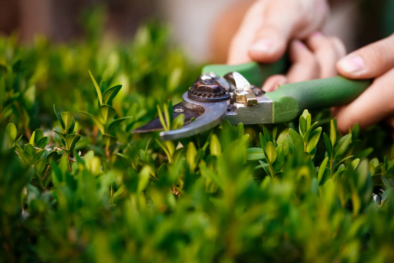 Lawn Care vs. Landscaping in Fort Lupton, Colorado