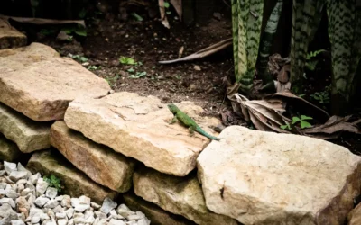 The Best Professional Mulch and Rock Installation Services in Fort Lupton and the Denver Metro Area